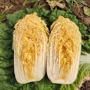 申荣贵族大红心大白菜种子高产北方耐寒耐储越冬白菜大田蔬菜