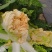 申荣贵族大红心大白菜种子高产北方耐寒耐储越冬白菜大田蔬菜