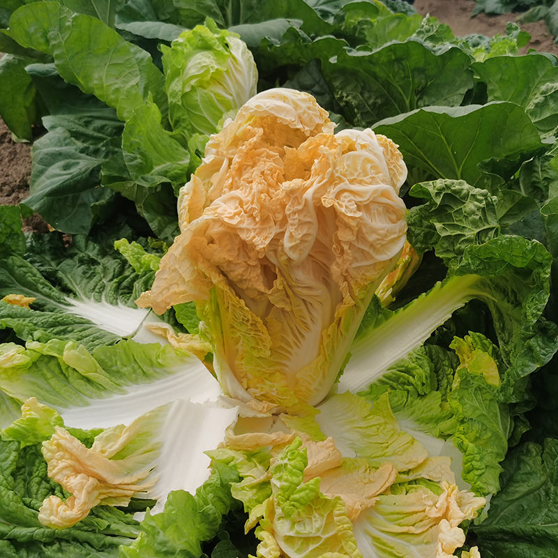 申荣贵族大红心大白菜种子高产北方耐寒耐储越冬白菜大田蔬菜
