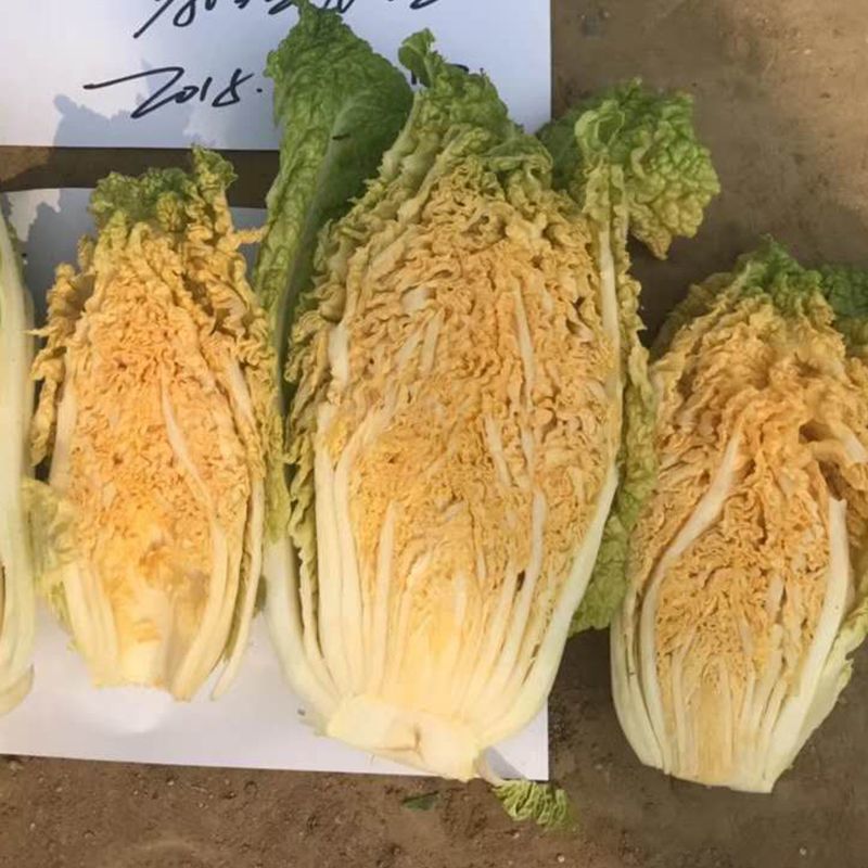 申荣贵族大红心大白菜种子高产北方耐寒耐储越冬白菜大田蔬菜