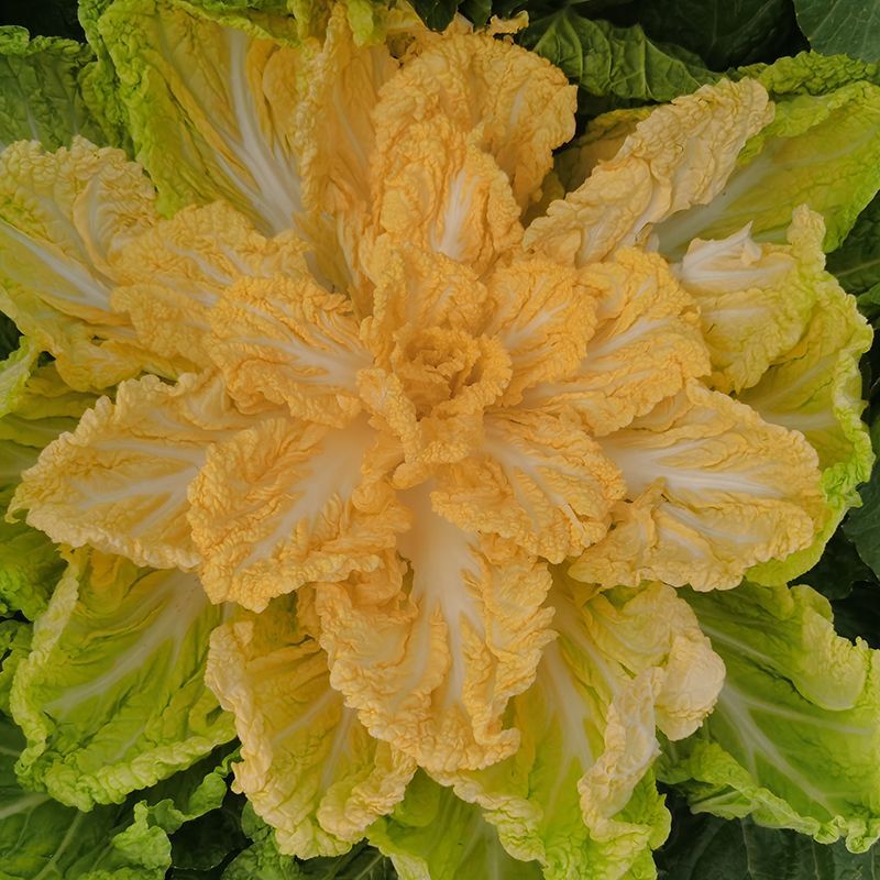 申荣贵族大红心大白菜种子高产北方耐寒耐储越冬白菜大田蔬菜