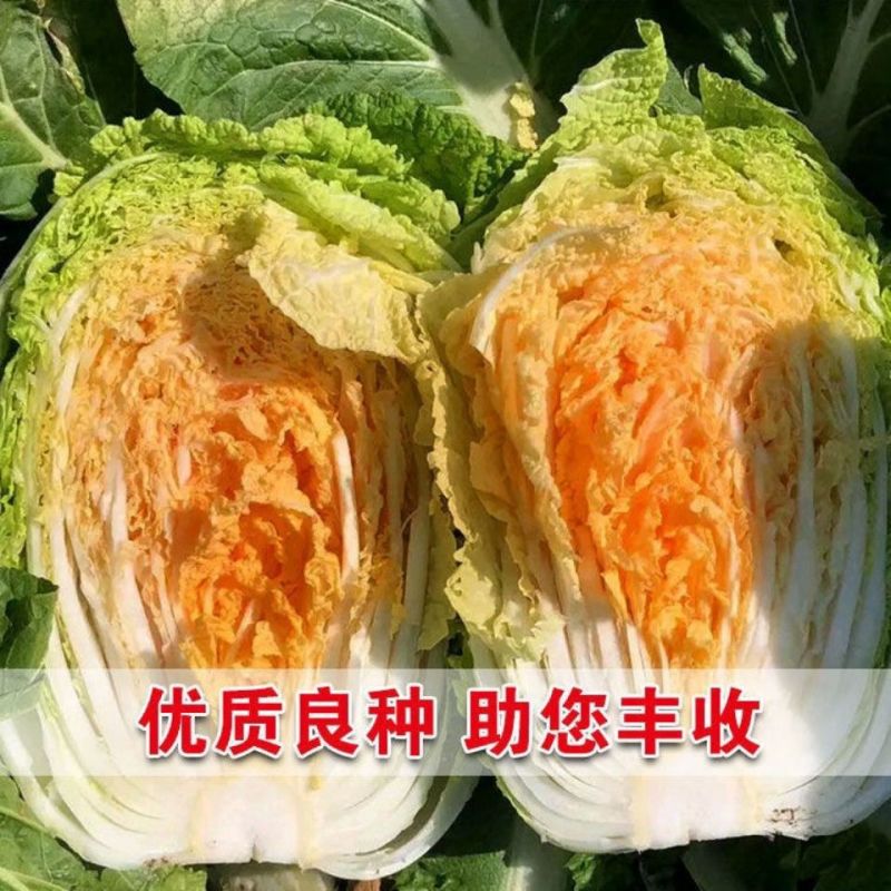 申荣贵族大红心大白菜种子高产北方耐寒耐储越冬白菜大田蔬菜