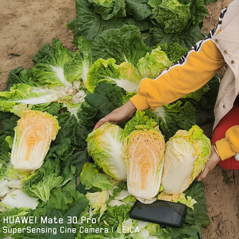 申荣贵族大红心大白菜种子高产北方耐寒耐储越冬白菜大田蔬菜