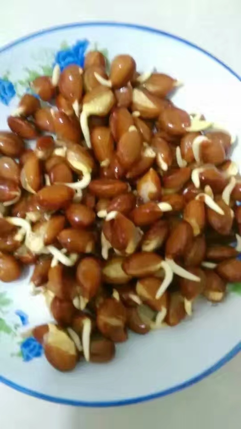 大皂角种子