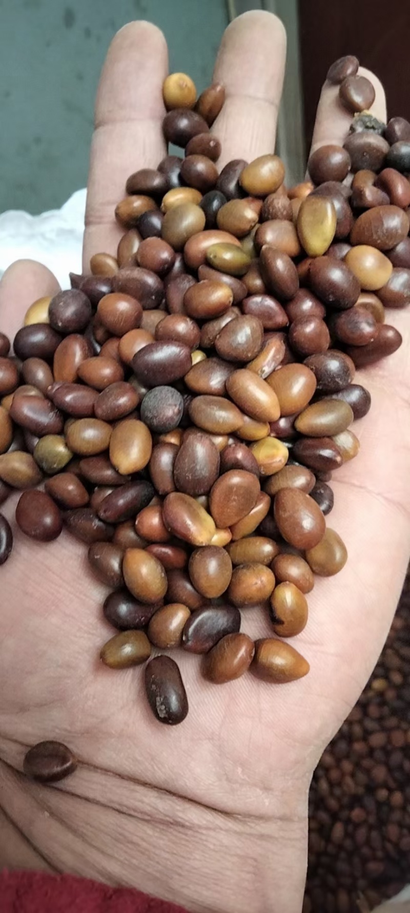 大皂角种子