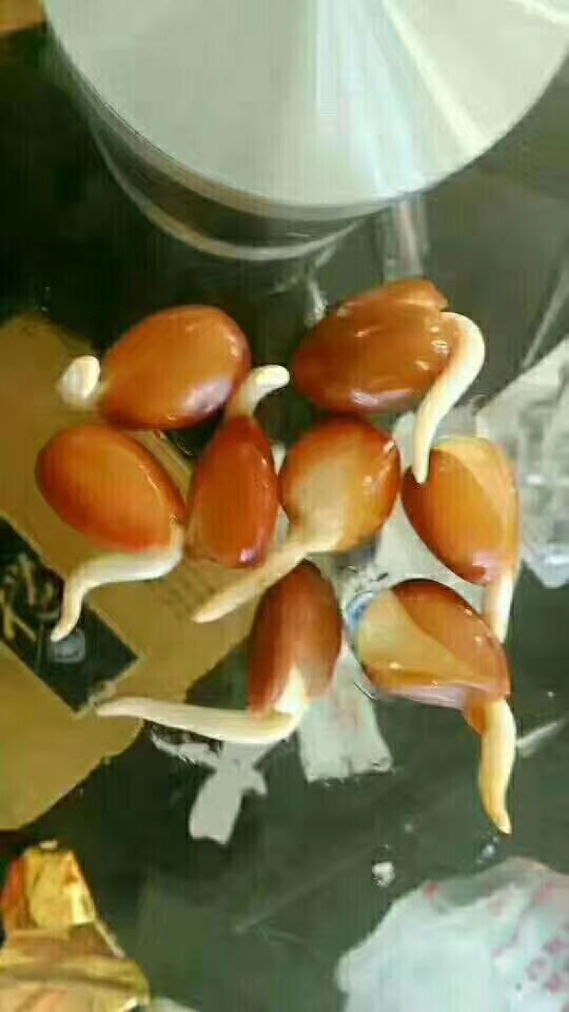 大皂角种子