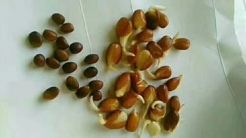 大皂角种子