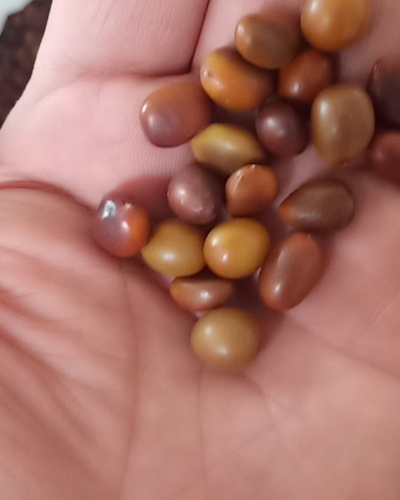大皂角种子