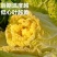 妙籽台苗中狮头大白菜种子杂交黄心菜种籽秋播大田高产抗病