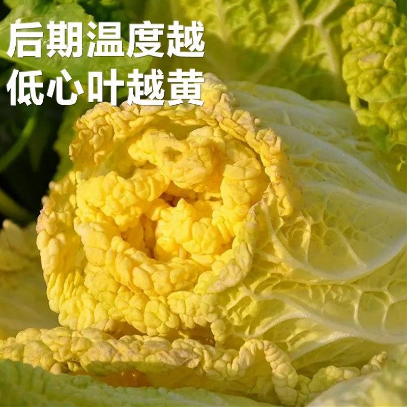 妙籽台苗中狮头大白菜种子杂交黄心菜种籽秋播大田高产抗病