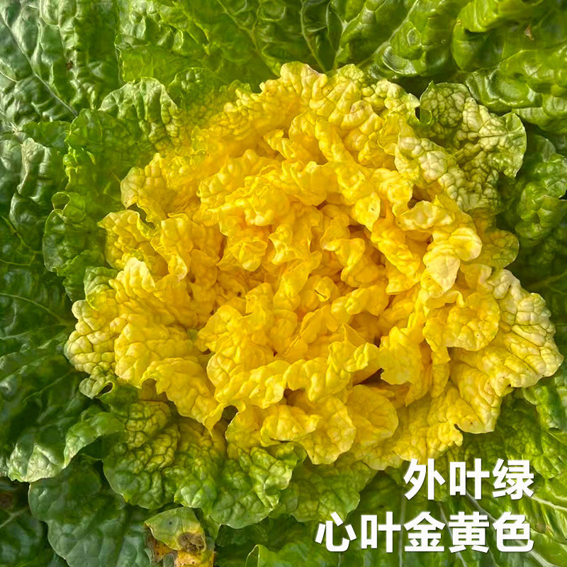 妙籽台苗中狮头大白菜种子杂交黄心菜种籽秋播大田高产抗病