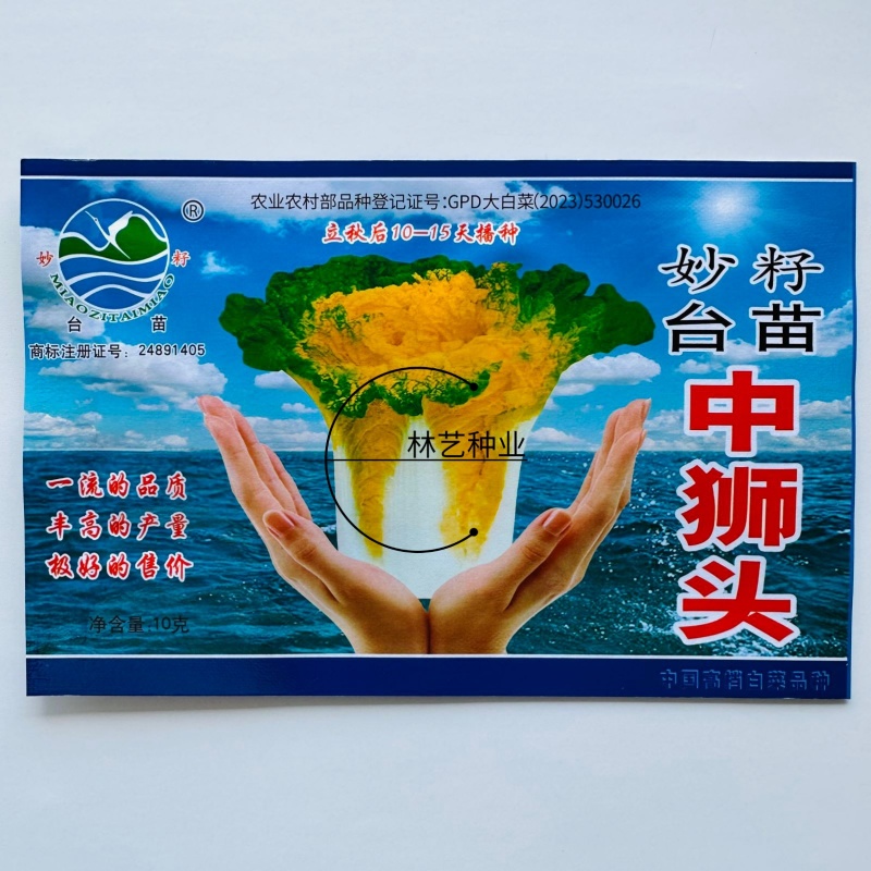 妙籽台苗中狮头大白菜种子杂交黄心菜种籽秋播大田高产抗病