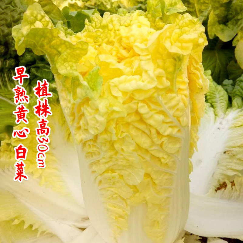 妙籽台苗中狮头大白菜种子杂交黄心菜种籽秋播大田高产抗病