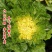 淮阴小狮头白菜种子黄心大白菜种籽直筒菊花形乳黄早熟秋季白