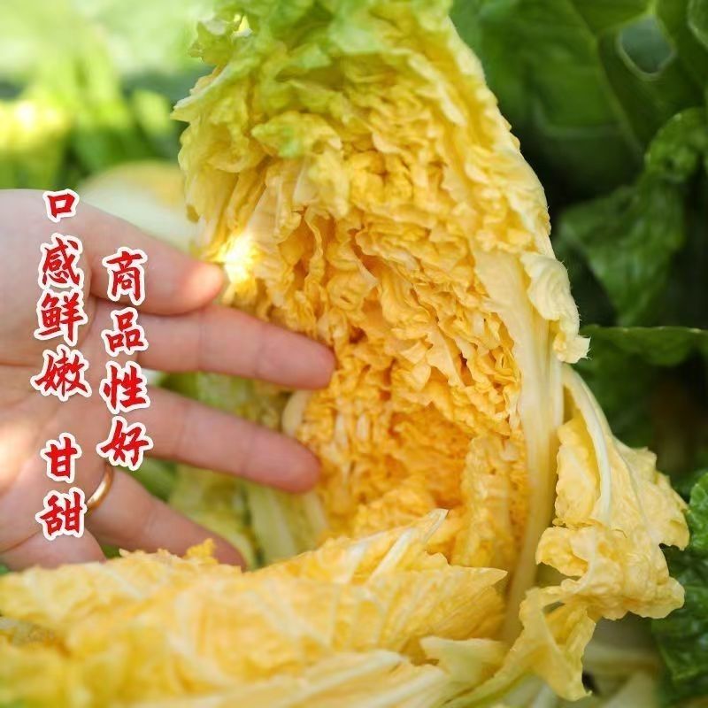 淮阴小狮头白菜种子黄心大白菜种籽直筒菊花形乳黄早熟秋季白