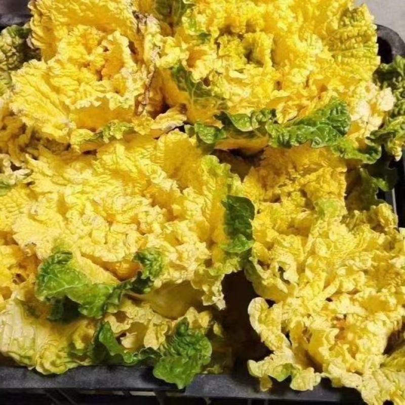 淮阴小狮头白菜种子黄心大白菜种籽直筒菊花形乳黄早熟秋季白