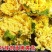 淮阴小狮头白菜种子黄心大白菜种籽直筒菊花形乳黄早熟秋季白