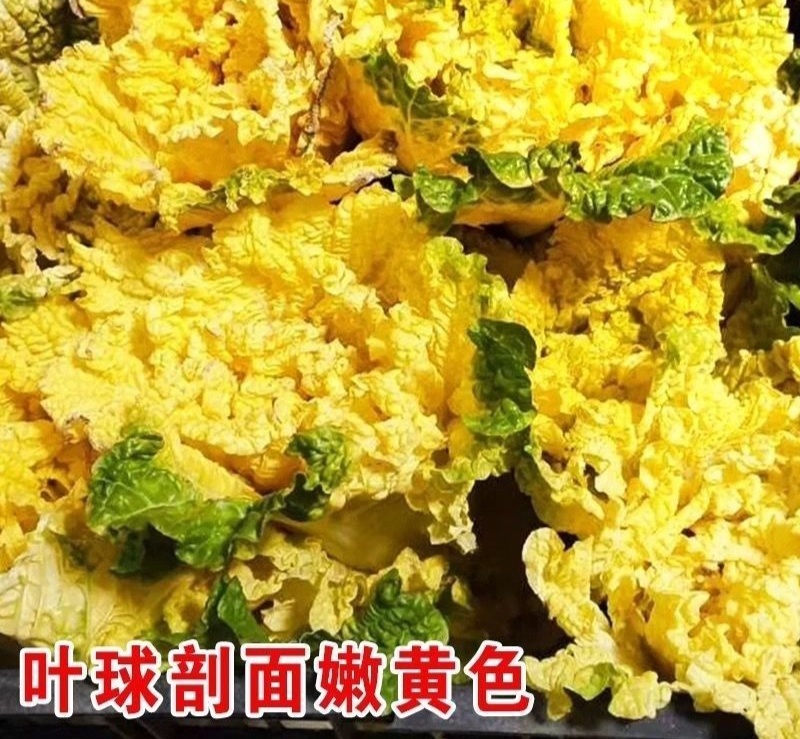 淮阴小狮头白菜种子黄心大白菜种籽直筒菊花形乳黄早熟秋季白
