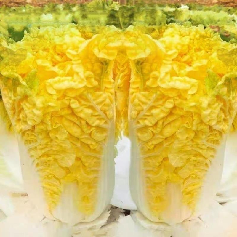 淮阴小狮头白菜种子黄心大白菜种籽直筒菊花形乳黄早熟秋季白