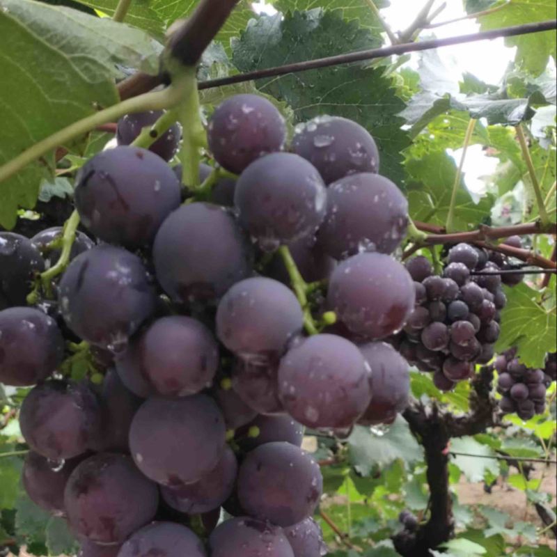 (热推)万亩葡萄种植基地，量大价格优惠，欢迎来电咨询