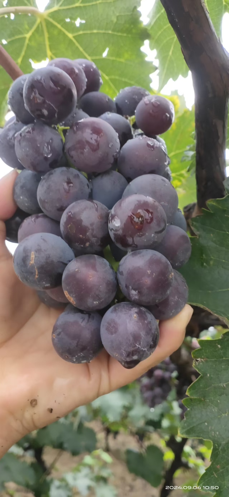 (热推)万亩葡萄种植基地，量大价格优惠，欢迎来电咨询