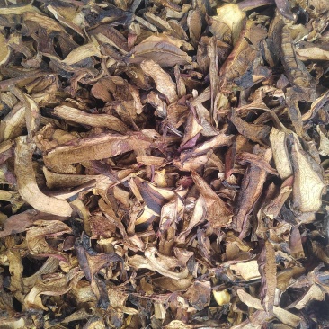 黑牛肝菌