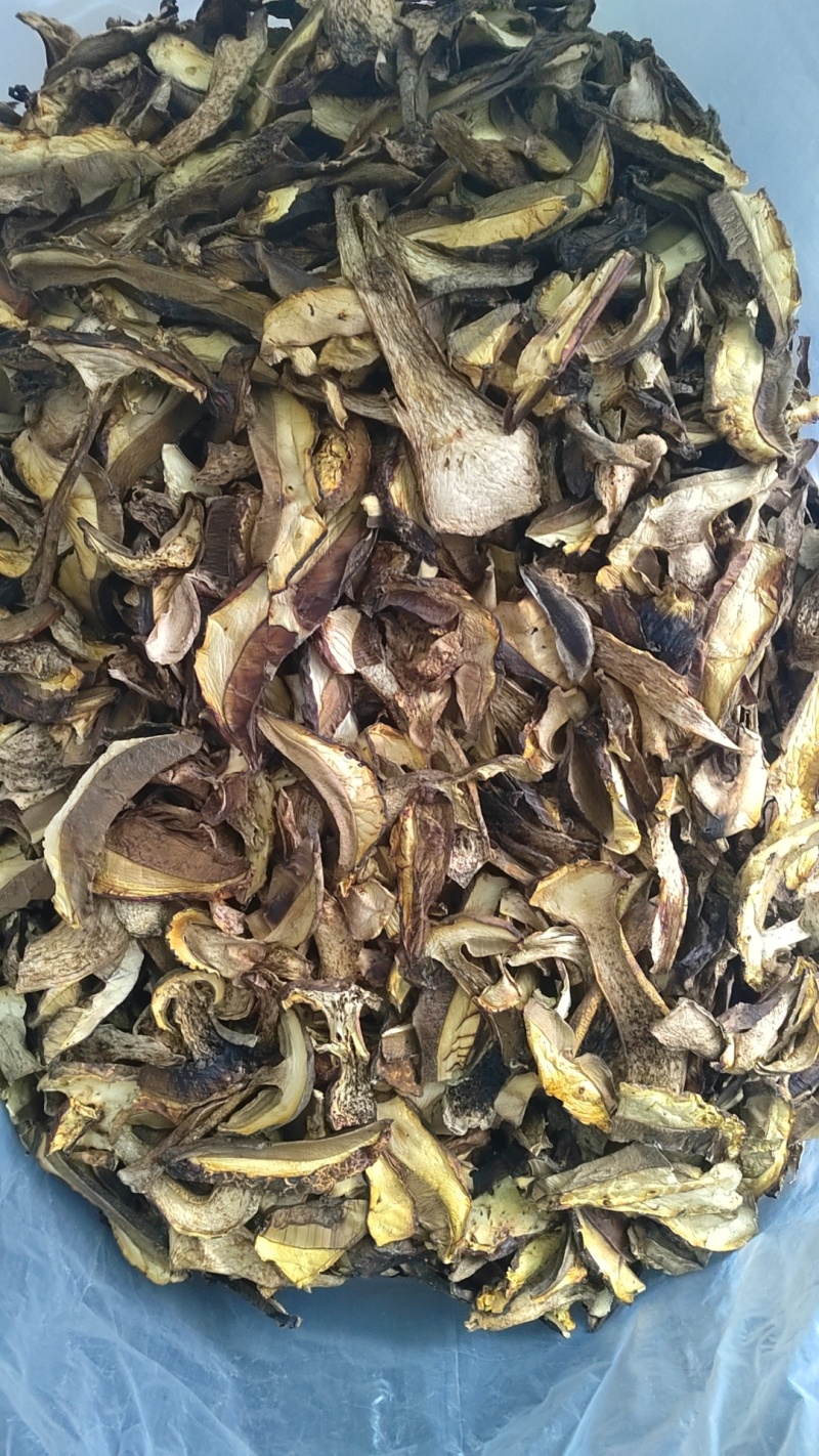 黑牛肝菌