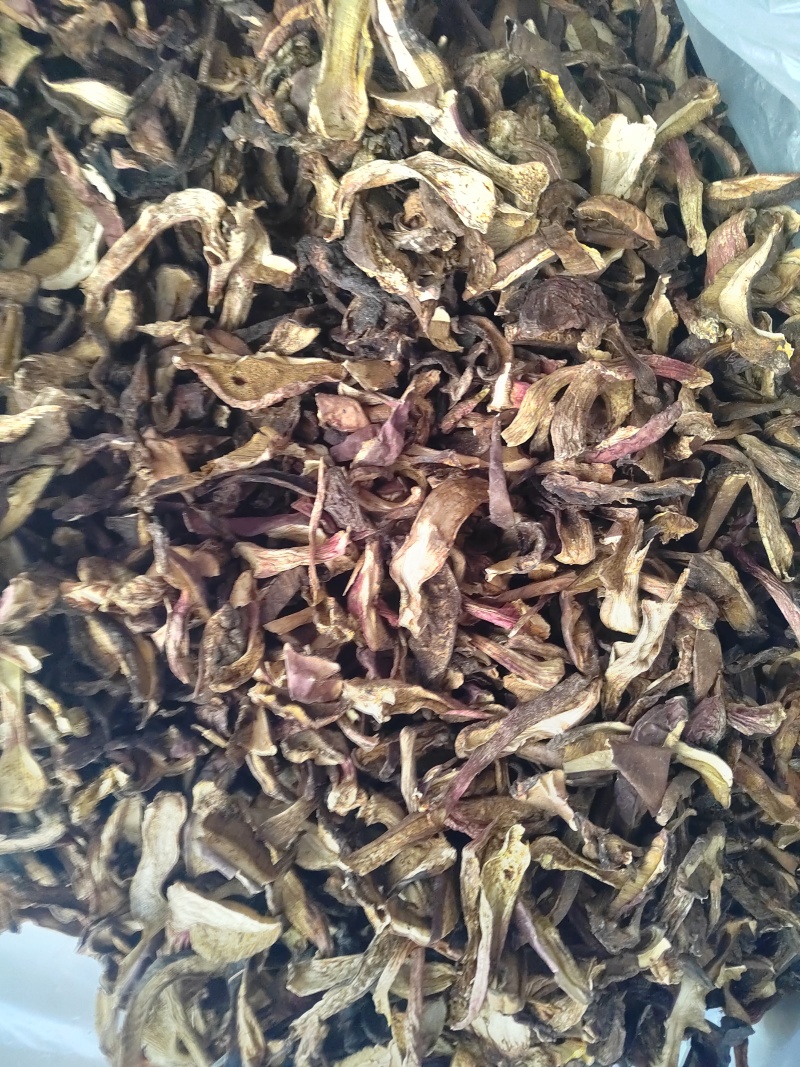 黑牛肝菌