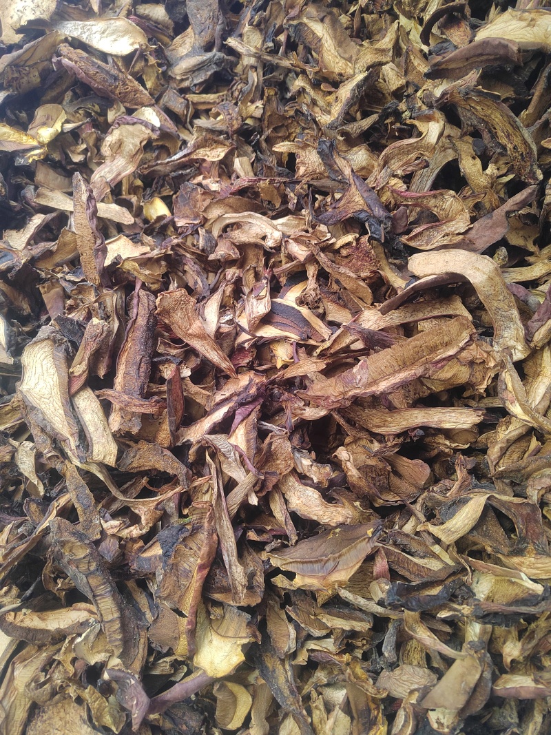 黑牛肝菌