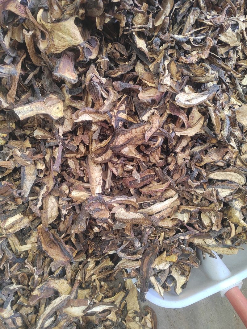 黑牛肝菌