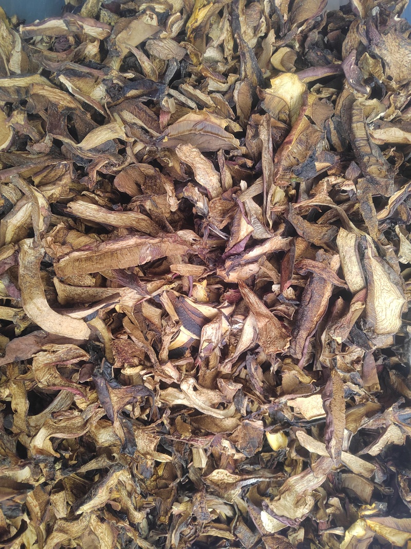黑牛肝菌