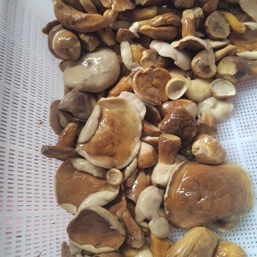 牛肝菌盐水