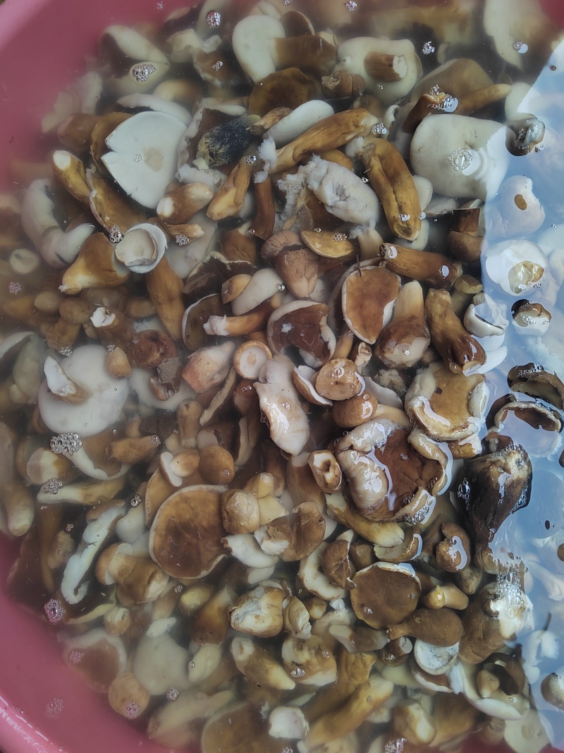牛肝菌盐水