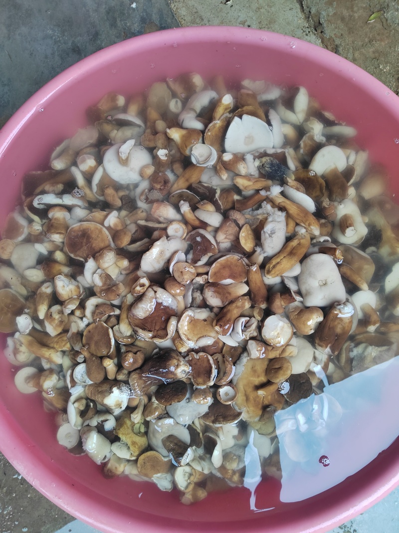 牛肝菌盐水