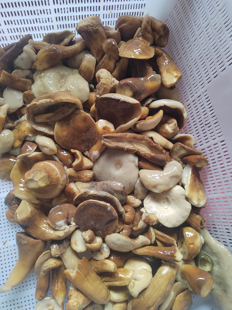 牛肝菌盐水