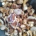 牛肝菌盐水