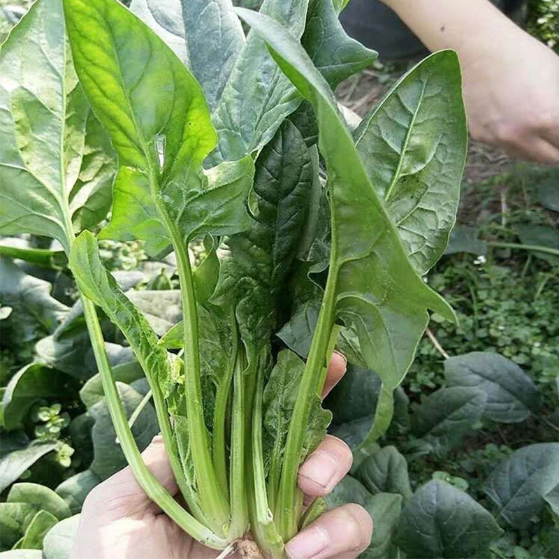 墨玉抗热王菠菜种子春夏秋耐热耐抽薹抗病强深绿菠菜