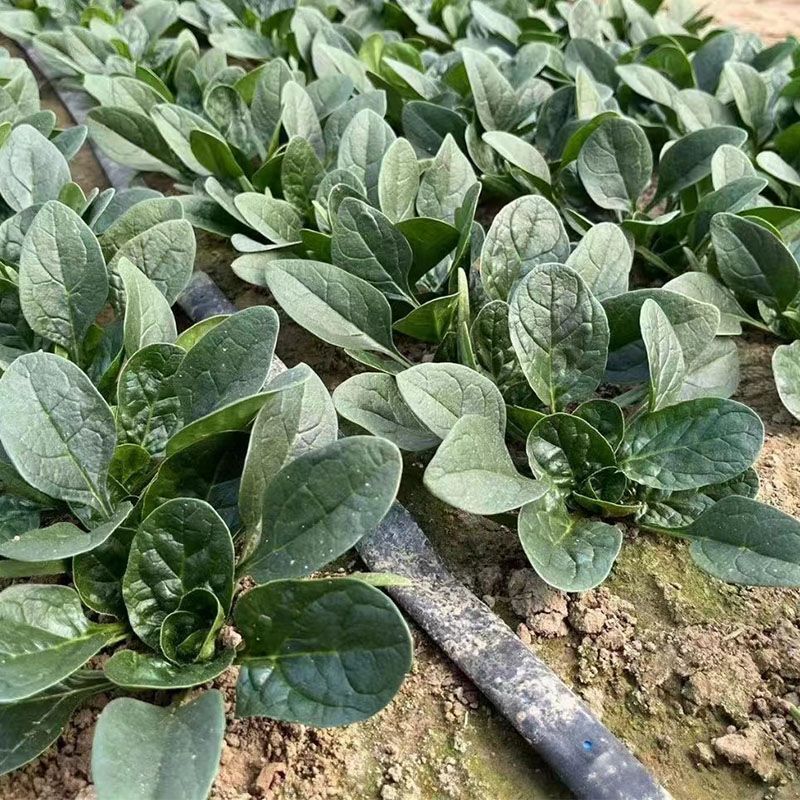 墨玉抗热王菠菜种子春夏秋耐热耐抽薹抗病强深绿菠菜
