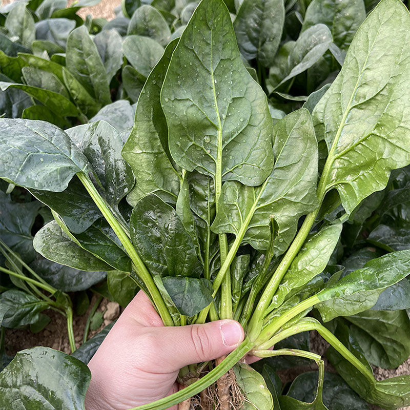 墨玉抗热王菠菜种子春夏秋耐热耐抽薹抗病强深绿菠菜