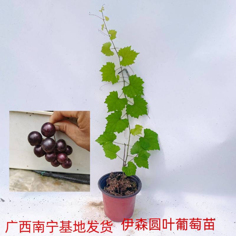马斯卡丁圆叶葡萄苗伊森圆叶葡萄