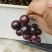 马斯卡丁圆叶葡萄苗伊森圆叶葡萄