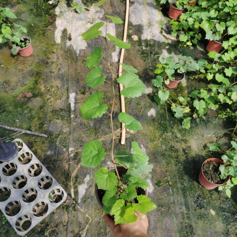 马斯卡丁圆叶葡萄苗伊森圆叶葡萄