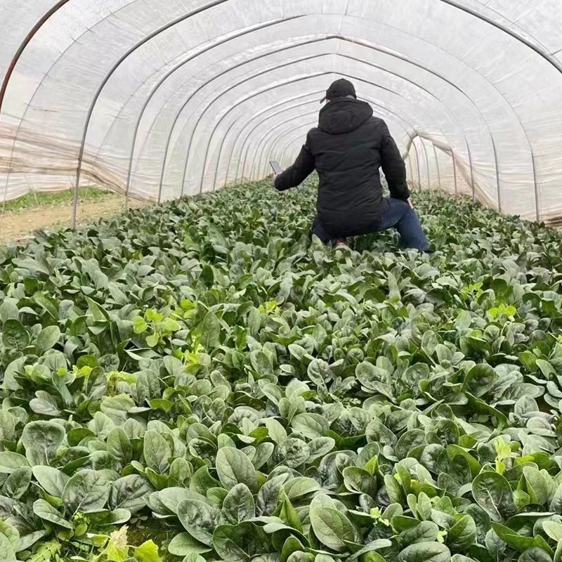 夏威夷耐热波菜种子高产抗病耐热耐贮运大田阳台优质波菜