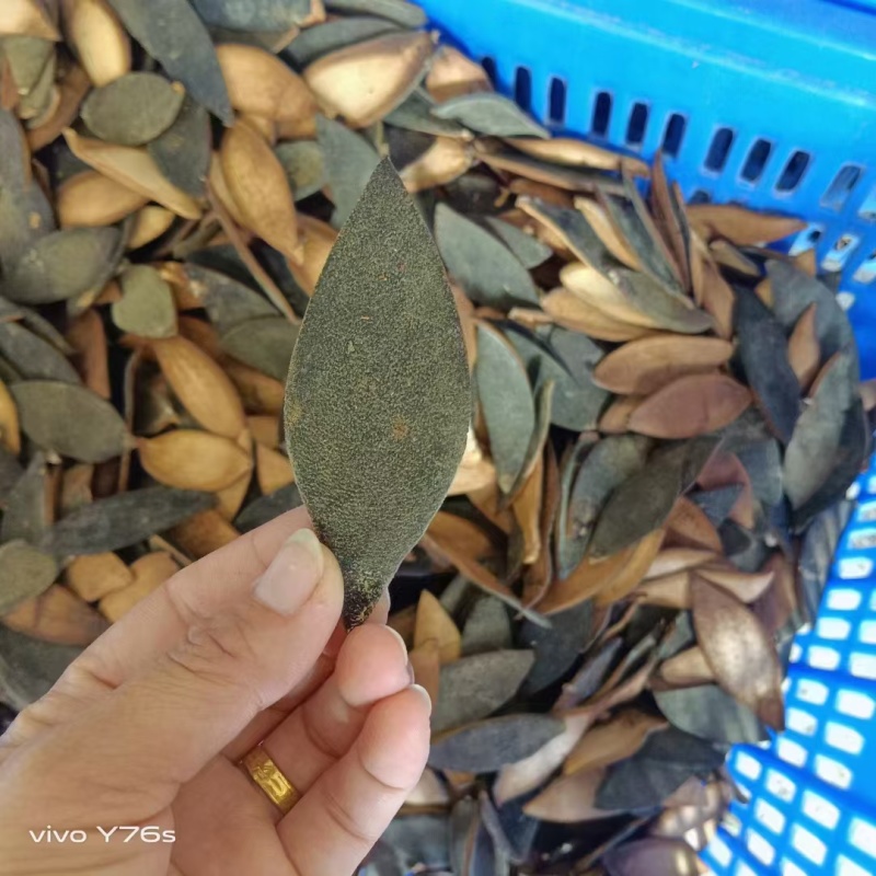 正宗化州正毛化橘红单皮，产地直发！全国发货！