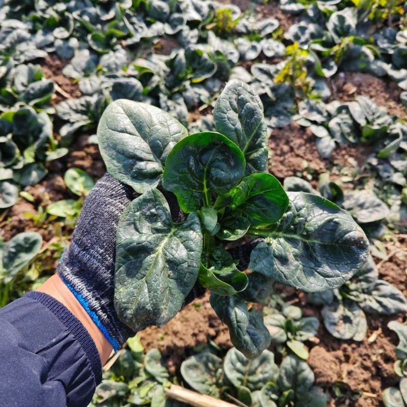 欧冠一品菠菜种子黑绿油亮高产抗病耐寒耐抽苔农家冬春播种