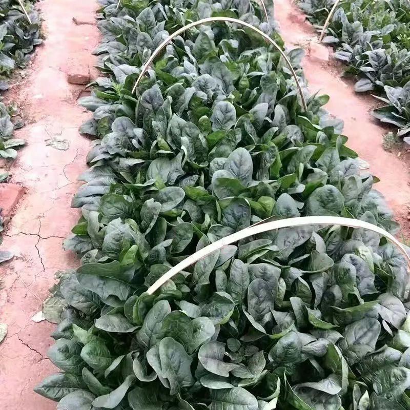 欧冠一品菠菜种子黑绿油亮高产抗病耐寒耐抽苔农家冬春播种