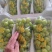 [精品]阳光玫瑰葡萄货源充足，量大从优，欢迎咨询