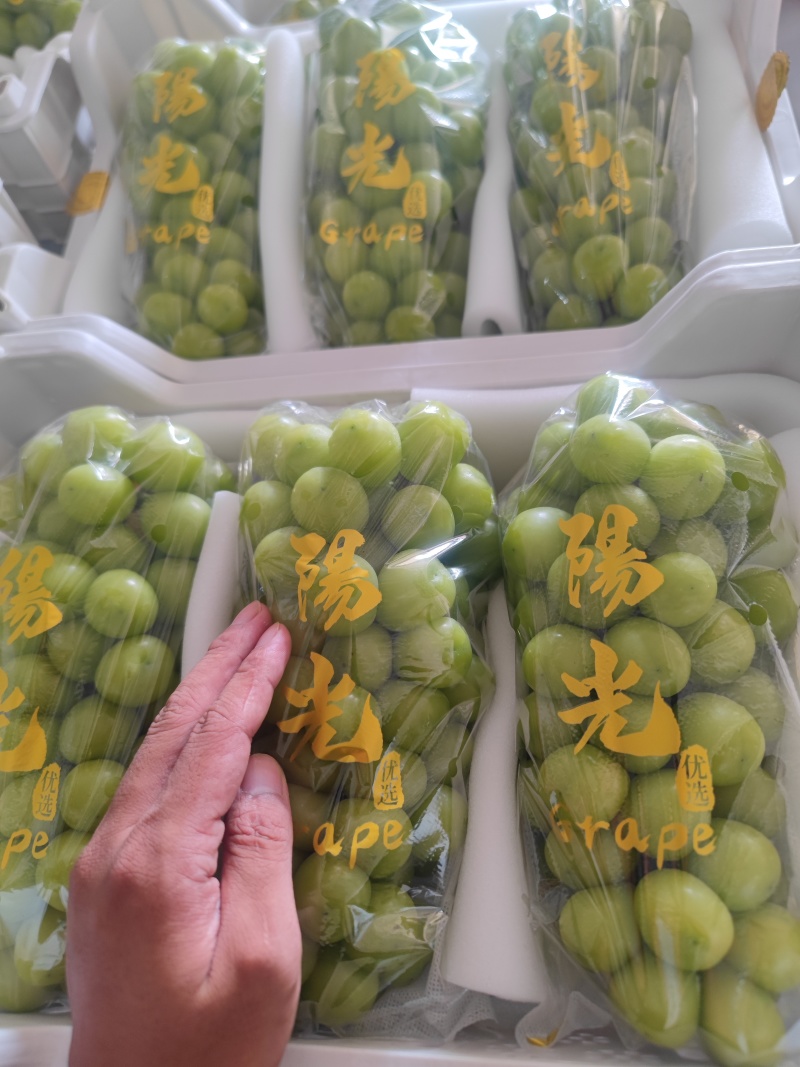 [精品]阳光玫瑰葡萄货源充足，量大从优，欢迎咨询