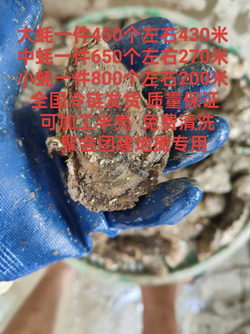 批生蚝全壳半壳纯肉肉肥口感好个大量大从优欢迎联系