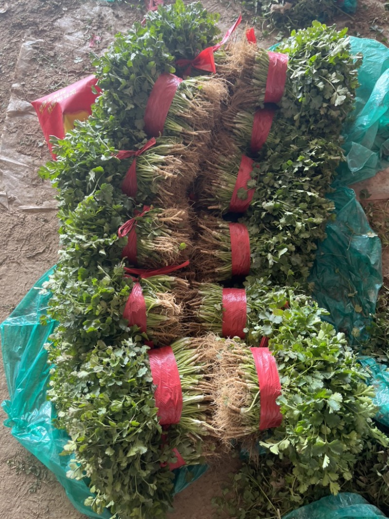 河南基地大叶香菜铁杆青香菜走市场电商入库每天大量有货